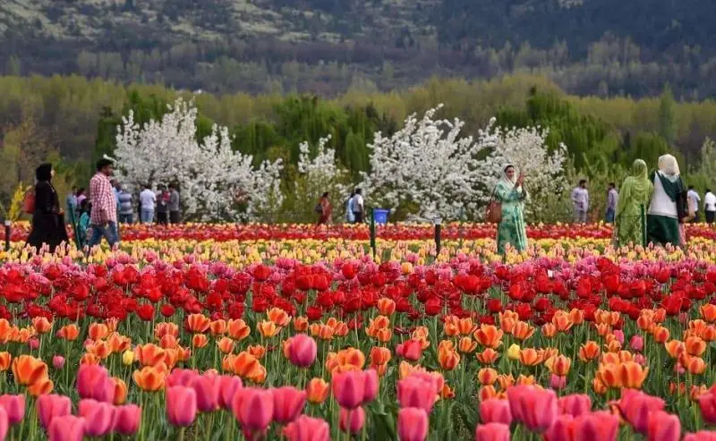Kashmir Tour Packages From Mumbai