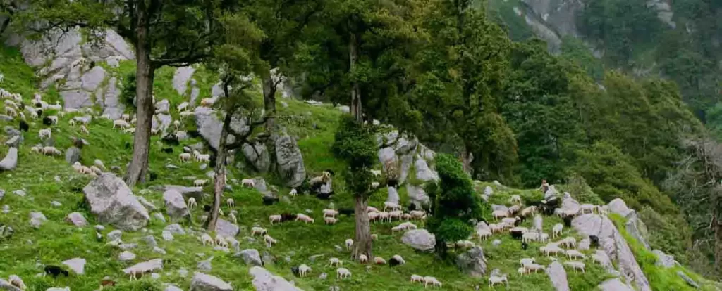 Shimla Tour Packages from Banaglore